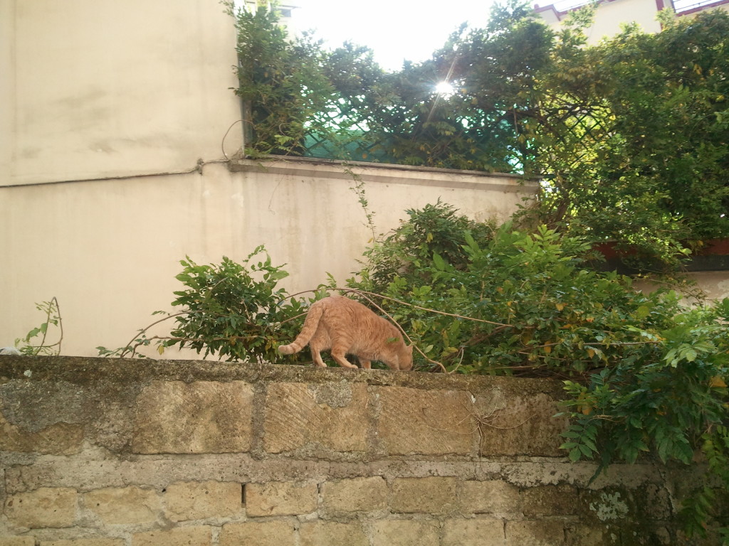 Gatto metropolitano