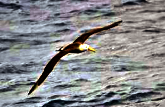 Lo spirito dell'albatros