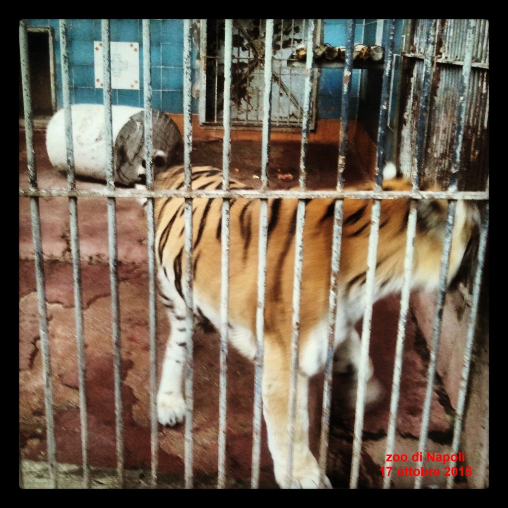 Zoo di Napoli, la tigre condannata all'ergastolo