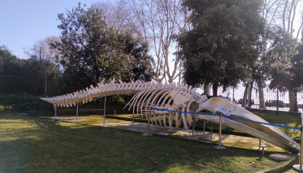 All Stazione Zoologica Anton Dohrn, lo scheletro di una balena ritrovata nei fondali di Capri